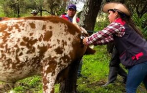 Alcaldía de Tarija desparasitó y dotó de vitaminas a 3.464 cabezas de ganado bovino