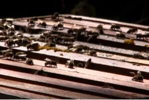 En beneficio de 80 productores Alcaldía entrega insumos para garantizar la producción de miel en Tarija