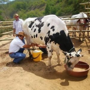 Productores de leche en emergencia por falta de forraje para el ganado en San Lorenzo