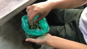 ¿Mascar coca provoca cáncer? Aunque no existe evidencia científica de que la hoja milenaria sea cancerígena por sí misma