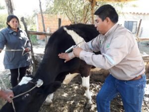 Tarija intensifica la lucha contra la brucelosis y rabia bovina
