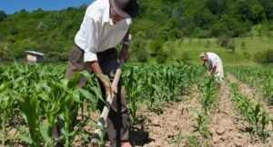 Escasez de diésel e insumos caros paralizan más del 50 % de la siembra en Tarija