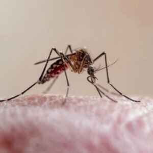 Tarija lanza la campaña “Rompamos los huevos de los mosquitos” ante el riesgo de enfermedades tropicales