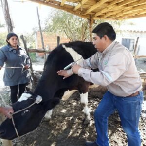 Senasag intensifica campaña de vacunación contra la brucelosis