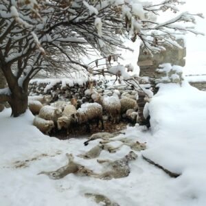 Intensa nevada provoca mortandad de ganado en Yunchará y El Puente