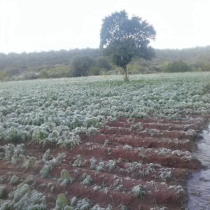 Sector campesino de Tarija advierte sobre posible crisis alimentaria ante heladas