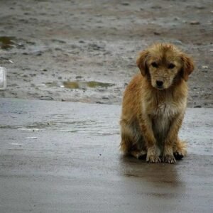 Perros callejeros sufren por las bajas temperaturas: Piden albergue transitorio en Tarija