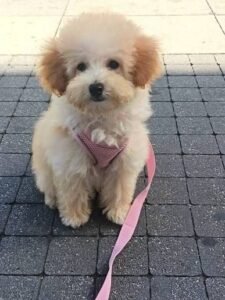 Vendía cachorros a Bs 800 y Bs 200: intervienen a mujer en el Mercado Campesino
