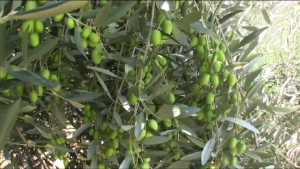 Tarija da un salto histórico al consolidar su propia producción de aceitunas y aceite de oliva