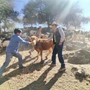 Escasez de diésel encarece la carne y amenaza la canasta familiar en Tarija