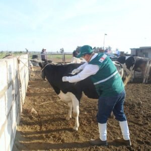 SENASAG intensifica lucha contra la brucelosis en la Zona Alta de Tarija