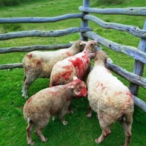 Jaurías de perros terminan con 100 cabezas de ganado en Gamoneda