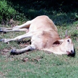SENASAG confirma el sexto caso de rabia bovina en el departamento