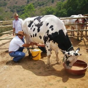 La estatal EBA adeuda Bs 700 mil a productores y pone al sector al borde del colapso