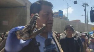 Investigan posible venta de charque de carne de zorro en El Alto