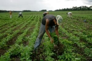 Tarija iniciará el Censo Agropecuario 2026 el 15 de octubre con 72 brigadas