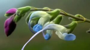 Descubren una flor en los Andes peruanos y la bautizan ‘Messii’