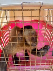 Denuncian incremento del tráfico ilegal de animales silvestres en Tarija