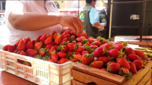 De la cosecha a la ruta turística, Tolomosa Grande celebra la «Primera ExpoTour de la Frutilla» este domingo